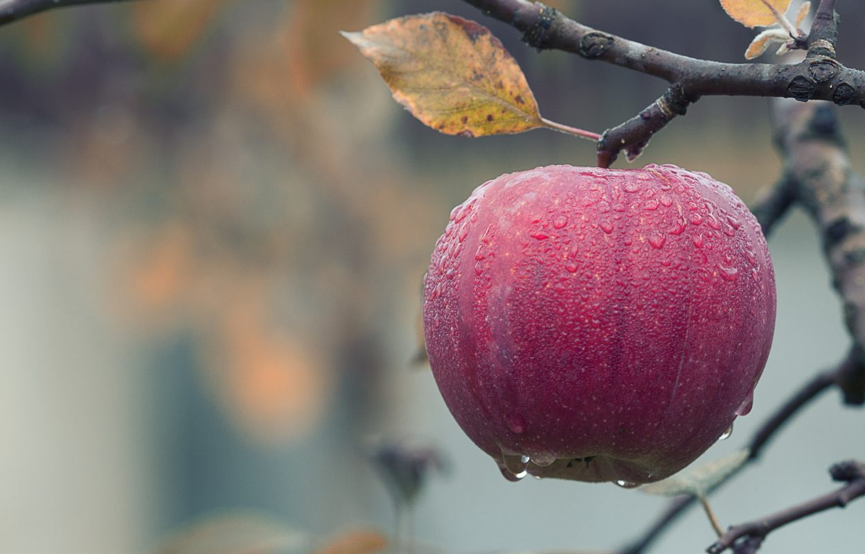 Apple branches