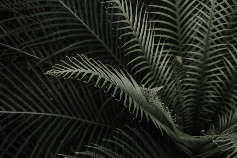 Fern